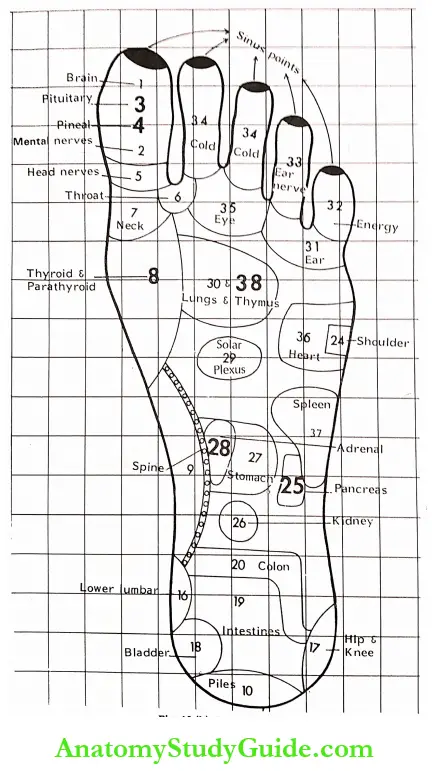 Acupressure Therapy And Practice Left Leg Location And Number Of Points Connected With Different Organs And Endocrine Glands