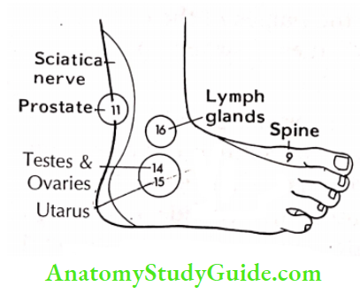 Acupressure Therapy And Practice Outside Of Foot