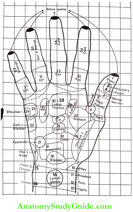 Acupressure Therapy And Practice Right Hand For Treatment Pressure Is To Be Applied On And Around Three Points Of Palms