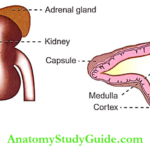 Adrenal Cortex Notes Adrenal Gland