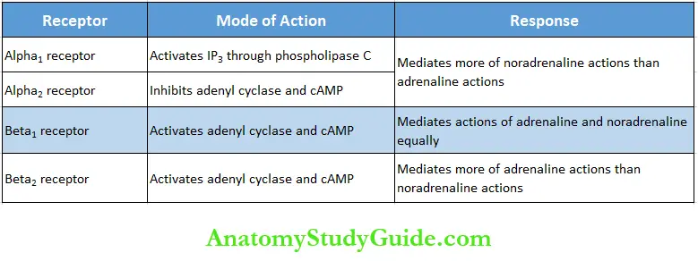 Adrenal Medulla Notes Adrenergic Receptors