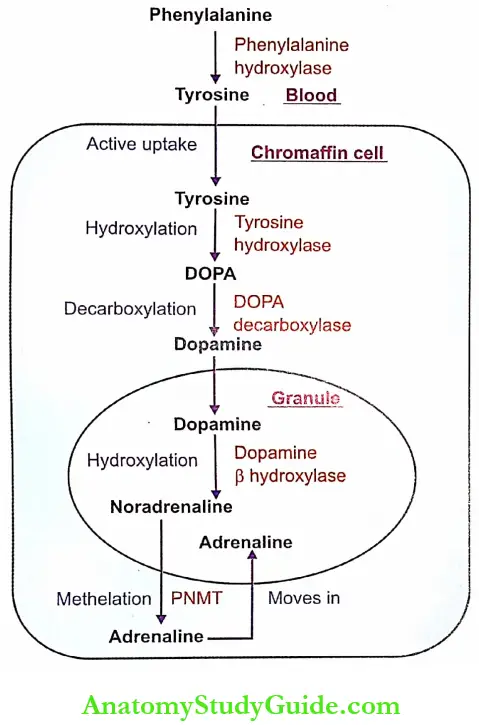 Adrenal Medulla Notes Synthesis Of Catecholamines