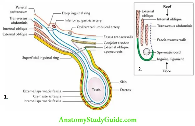 Anterior Abdominal Wall Boundaries Of The Ingunial Canal