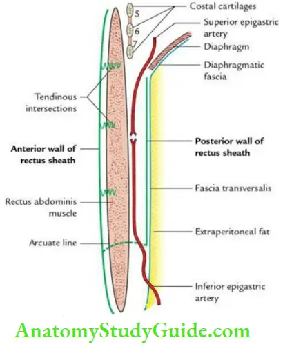 Anterior Abdominal Wall Contents Of The Rectus Sheath