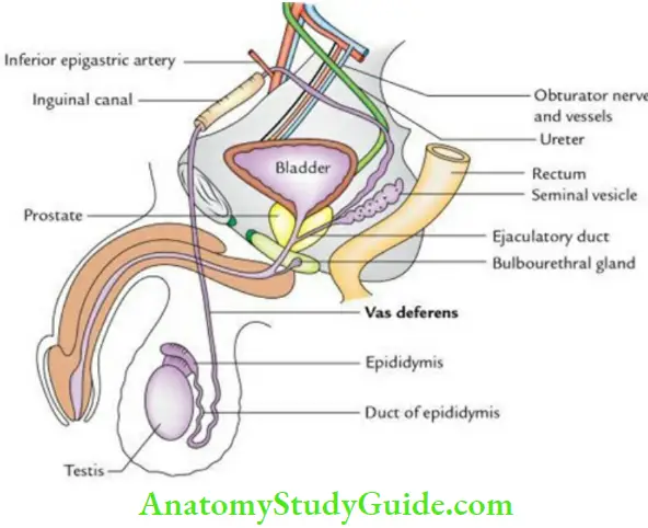 Anterior Abdominal Wall Course And Relations Of Vas Deferens