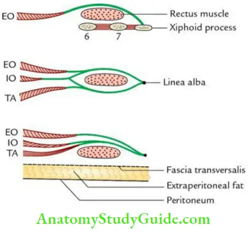 Anterior Abdominal Wall Formation Of The Rectus Sheath