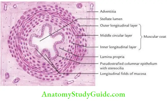 Anterior Abdominal Wall Histological Features Of Vas Deferens
