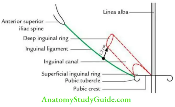 Anterior Abdominal Wall Surface Marking Of The Lingual Canal