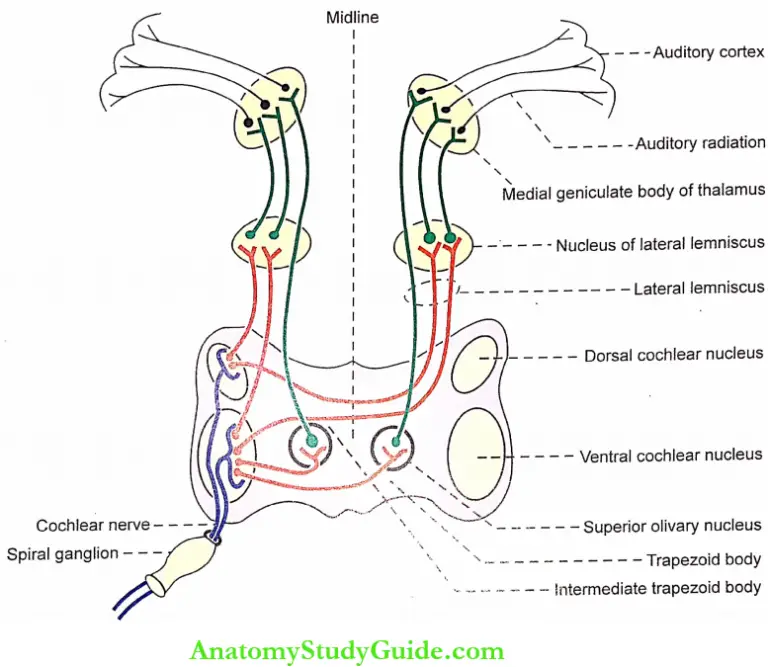 Auditory Pathways: Anatomy And Physiology Notes - Anatomy Study Guide