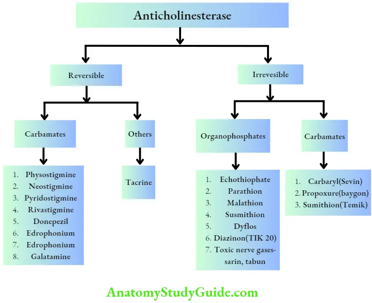 Autonomic Nervous System Anticholinesterase