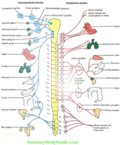 Autonomic Nervous System Notes - Anatomy Study Guide