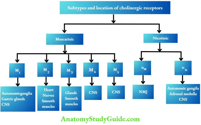 Autonomic Nervous System Cholinergic Receptors