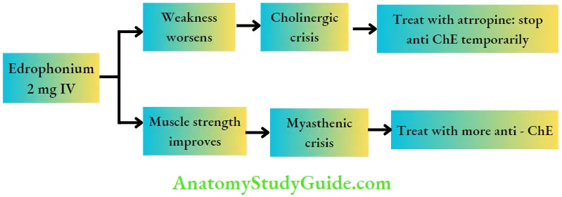 Autonomic Nervous System Edrophonium