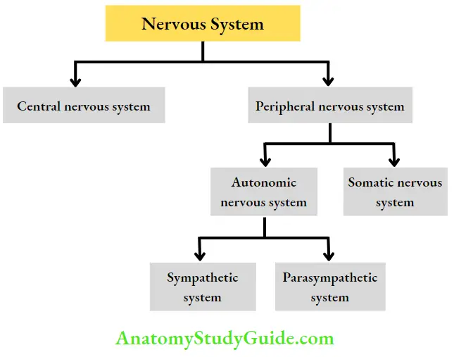 Autonomic Nervous System Parasympathetic Nervous System