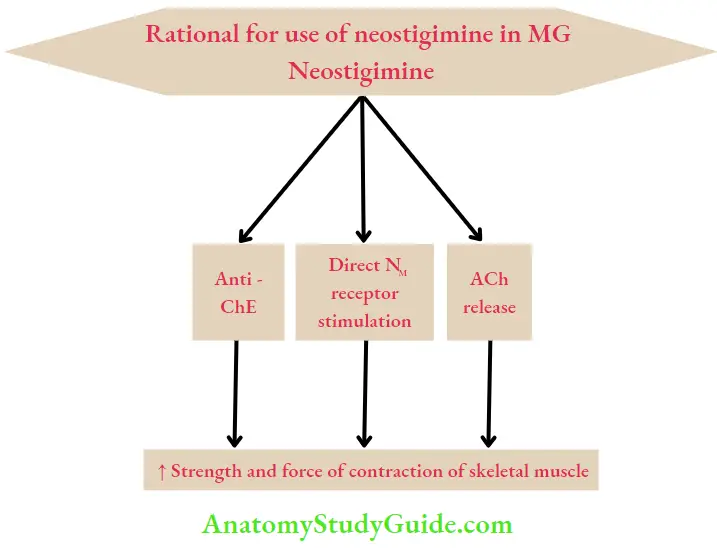 Autonomic Nervous System Rational For use Of neostigimine In MG