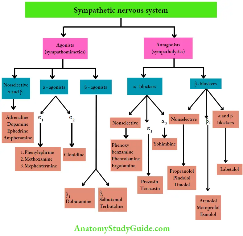 Autonomic Nervous System Structures Innervated By ANS And Their Actions On Various Systems Sympathetic