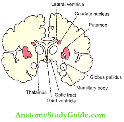 Basal Ganglia Notes Basal Gangila