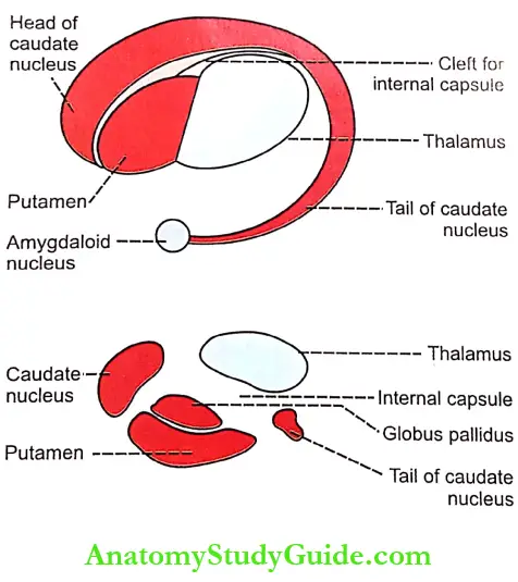 Basal Ganglia Notes Corpus Striatum