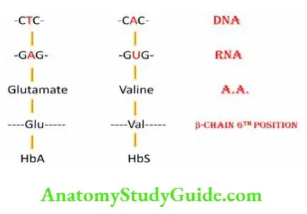 Biochemistry 6th position of beta chain