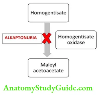 Biochemistry Homogentisate