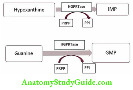 Biochemistry Hypoxanthine