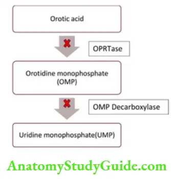 Biochemistry Orotic acid