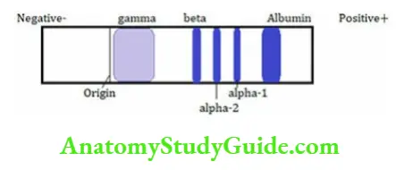 Biochemistry Serum electrophoretic pattern– Normal