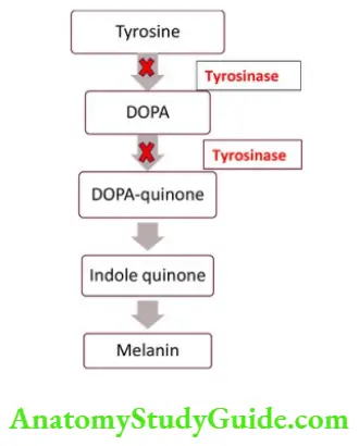 Biochemistry Tyrosinase