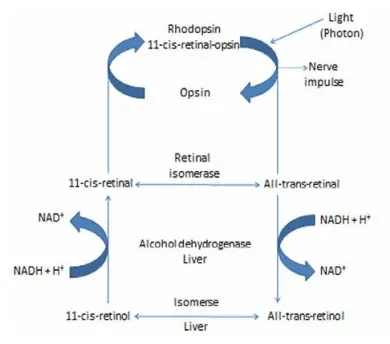 Biochemistry Wald’s Visual Cycle