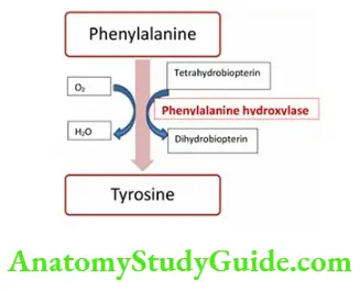 Biochemistry tyrosine