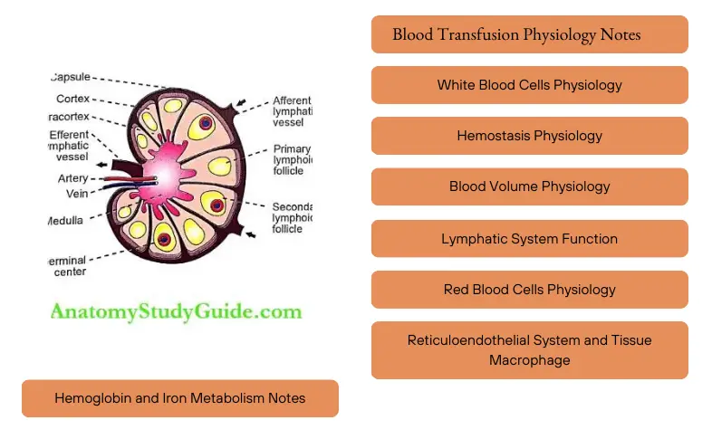 Blood and Body Fluids Notes