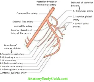 Bony Pelvis Pelvic Muscles And Vessels Question And Answers - Anatomy ...