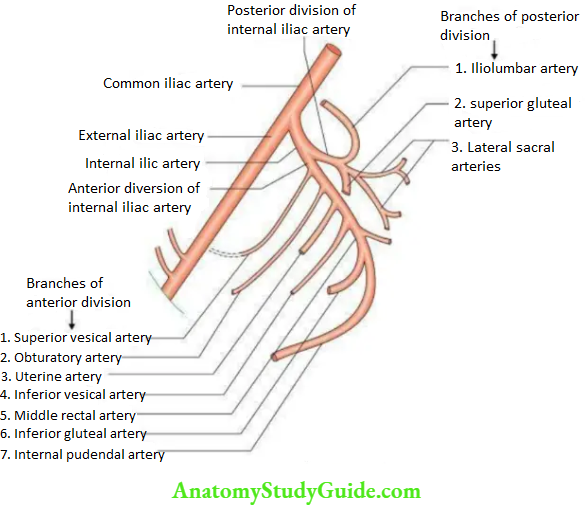 Bony Pelvis Pelvic Muscles And Vessels Branches Of the Internal Iliac Artery