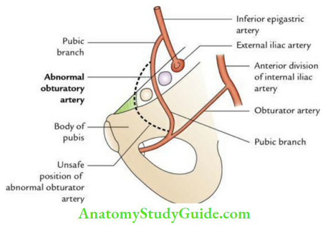 Bony Pelvis Pelvic Muscles And Vessels Obuturator Artery