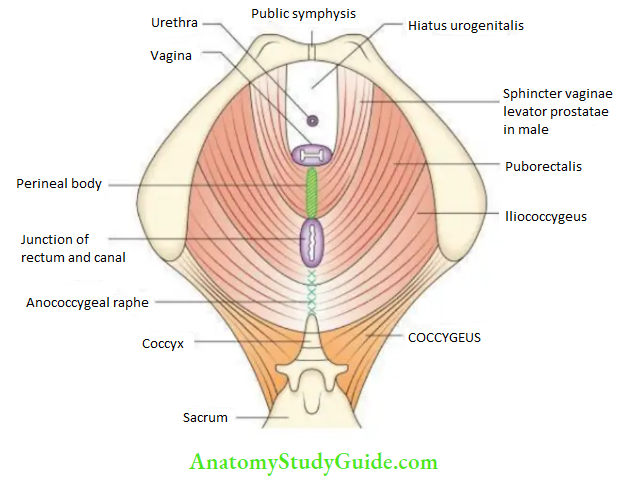 Bony Pelvis Pelvic Muscles And Vessels Pelvic Diaphragm