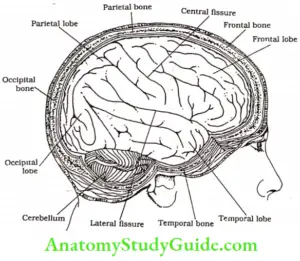 Brain The Atomic Reactor Bio Electricity - Anatomy Study Guide