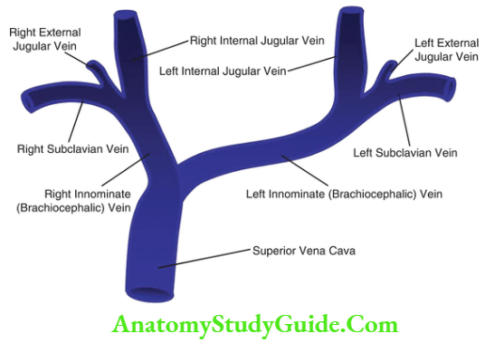 Cardiology Diagrammatic appearance of anatomic relations of jugular veins and right atrium