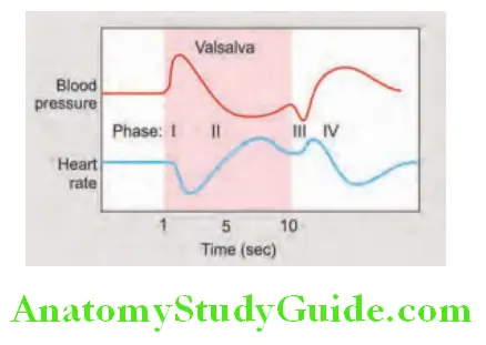 Cardiology Mean arterial blood pressure and heart rate changes during the Valsalva maneuver