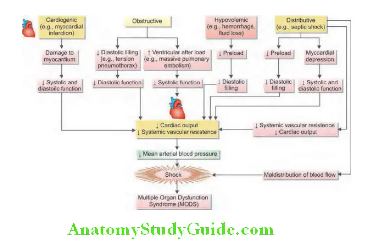 Cardiology Pathogenesis of various types of shock