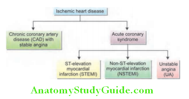 Cardiology Spectrum of ischemic heart disease