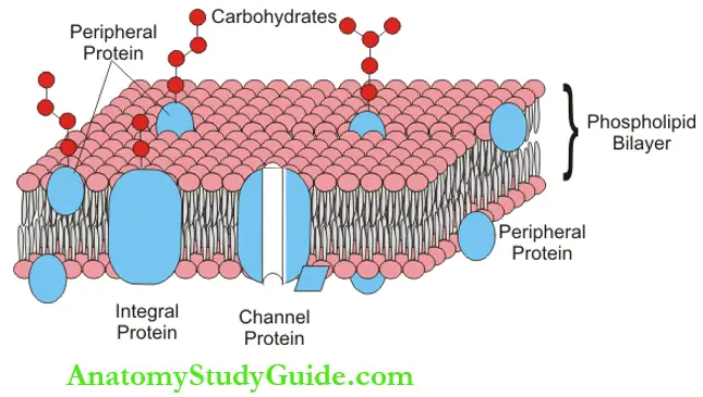 Cell Structure Cytoplasm Physiology Notes - Anatomy Study Guide