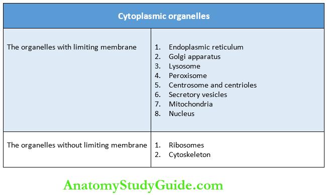 Rough Endoplasmic Reticulum Functions - Anatomy Study Guide