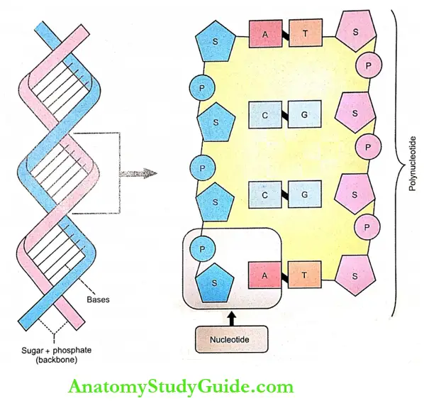 Cell Double Helical Structure Of DNA and Magnified View Of The Components Of DNA