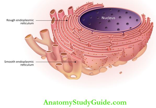 Rough Endoplasmic Reticulum Functions - Anatomy Study Guide