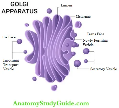Cell Golgi apparatus