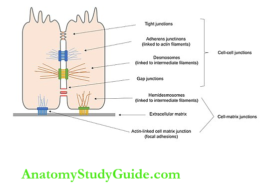 Cell Junctions Physiology Notes - Anatomy Study Guide