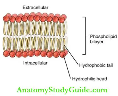 Cell Lipids Of The Cell Membrane