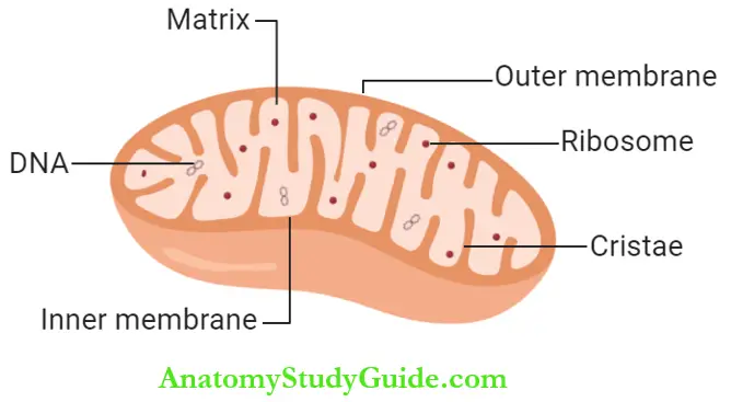 Cell Structure Of Mitochondrion