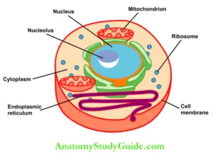 Cell Structure Cytoplasm Physiology Notes - Anatomy Study Guide