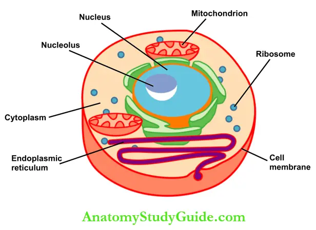 Cell Structure Of The Cell